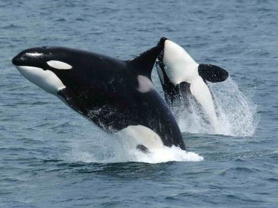 Orca Whales in the San Juan Islands